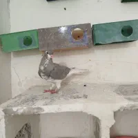 طوقی نقد و معاوضه با عروس هلندی|پرنده|یاسوج, |دیوار