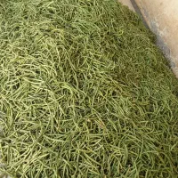 لوبیا