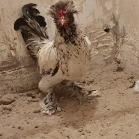 مرغ خروس زینتی|حیوانات مزرعه|امیدیه, |دیوار
