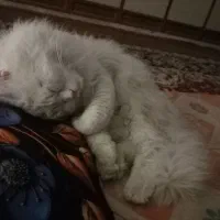 گربه ی نر رایگانه|گربه|اهواز, عین ۲|دیوار