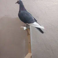 پلنگ|پرنده|کرمان, |دیوار