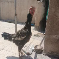 مرغ لاری|حیوانات مزرعه|تهران, کرمان|دیوار