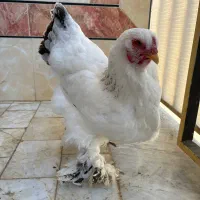 مرغ و خروس برهما|حیوانات مزرعه|گرگان, |دیوار