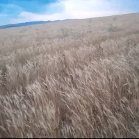 گندم بذری باران