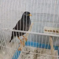 مرغ مینا سخنگو 1سال ونیمه