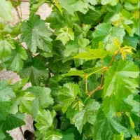 سرکه خمری انگور میخوام