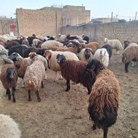 فروش بره گوسفند بزغاله میش غیره|حیوانات مزرعه|اصفهان, باغ فدک|دیوار