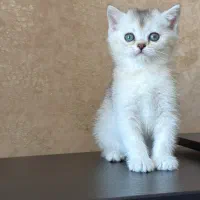 گل پسر بریتیش CS12