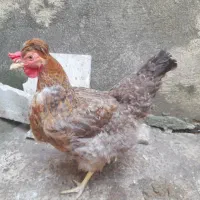 مرغ محلی