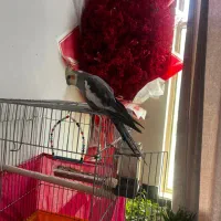 عروس هلندی نر سخنگو