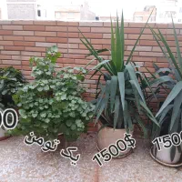 گلهای آپارتمانی|گل و گیاه طبیعی|شهریار, شهرک شاهد|دیوار