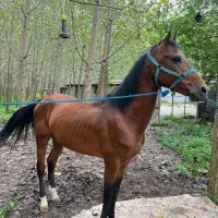 اسب نریان کورسی پرشی|اسب و تجهیزات اسب‌سواری|شاندرمن, |دیوار