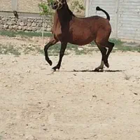 کره یکسال و نیم کرد دو سر تایید