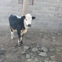 گوساله گاونر