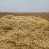 کاه و یونجه