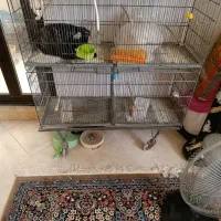 قفس پژاوند یا غلامی درجه یک