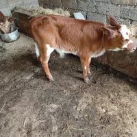 گاومحلی و گوساله سیمینتال