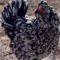 تخم مرغ گلین اصل|حیوانات مزرعه|لامرد, |دیوار