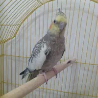 عروس هلندی|پرنده|قرچک, میرزائی جنوبی|دیوار