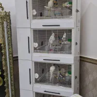 قفس mdf چهار طبقه برای نگهداری انواع پرنده|لوازم جانبی حیوانات|رفسنجان, |دیوار