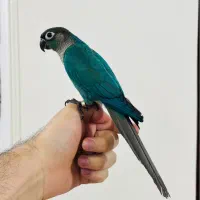 گرینچیک تراکوییس نرمال فوق العاده