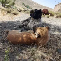 سگ گله ای|سگ|بوئین و میاندشت, |دیوار