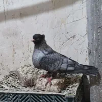 فروشی۳عدد کبوتر صرب|پرنده|چهاربرج, |دیوار