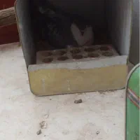 .بدرنگ رسمی کلایی گم کردم