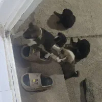 سگ.توله.مناسب برای زمین.