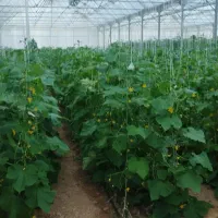 نیازمند کارگر اتباع جهت گلخانه خیار|استخدام سرایداری و نظافت|عسگران, |دیوار