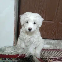 شیتزو تریر|سگ|بیرجند, |دیوار