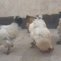 مرغ وخروس برهما