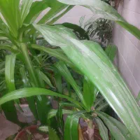 گل سوسن ۷ساله|گل و گیاه طبیعی|یزد, |دیوار