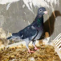 کفتر|پرنده|چناران, |دیوار