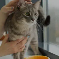 گربه پیدا شده قلاده دار