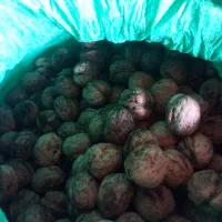 گردو۶۰کیلو