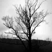 نگهداری از باغ، حیاط سازی و انجام امور اداری