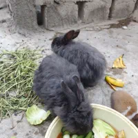 خرگوش جرسی ماده