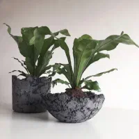 گلدان های اکسپوز  خاص