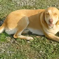 واگذاری سگ میکس هاسکی