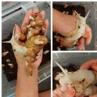 حلزون آچاتینا آلبینو