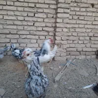 فروش تخم مرغ گلین|حیوانات مزرعه|شهرکرد, |دیوار