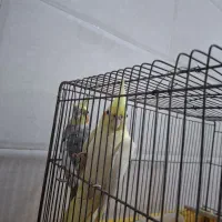 عروس هلندی|پرنده|قم, سید معصوم|دیوار