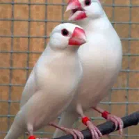 فنچ نرگسی مولد|پرنده|مشهد, شهرک مهر آباد|دیوار