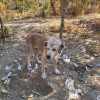 سگ پژدر سفت|سگ|قدس, شهرک دانش|دیوار