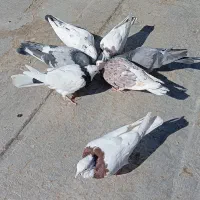کبوتر طوقی و کوهی|پرنده|قروه, |دیوار