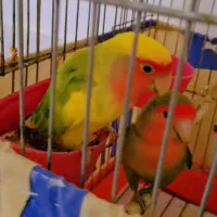 طوطی برزیلی مولد ماده حرف میزنه با قفس و تجهیزات