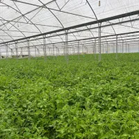 کار در گلخانه