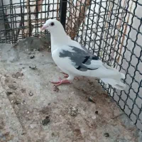 پلاکی پشت سبز وزرد ماده