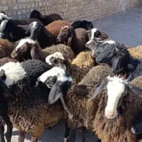 ۲۳راس بره نر و ماده